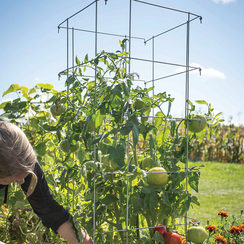 Tomato Cage – 48" Cages & Fences