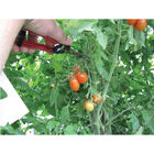 Grape & Tomato Shears Shears & Scissors