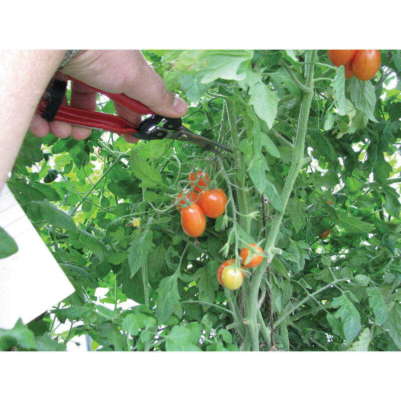 Grape & Tomato Shears Shears & Scissors