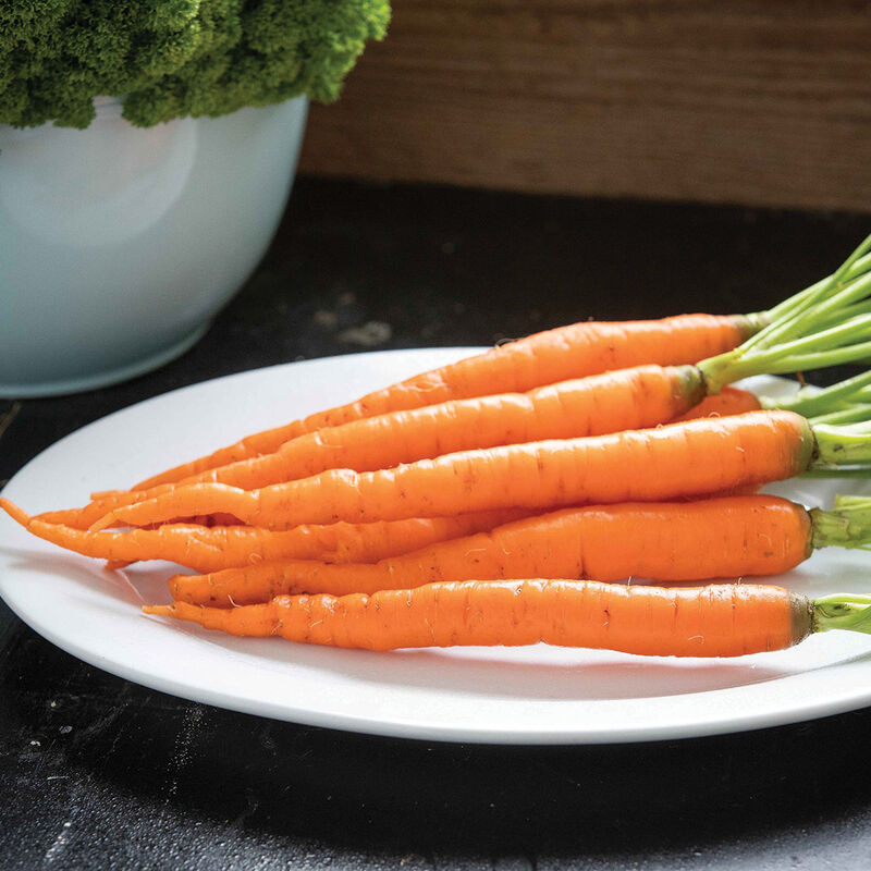Sugarsnax 54 Main Crop Carrots