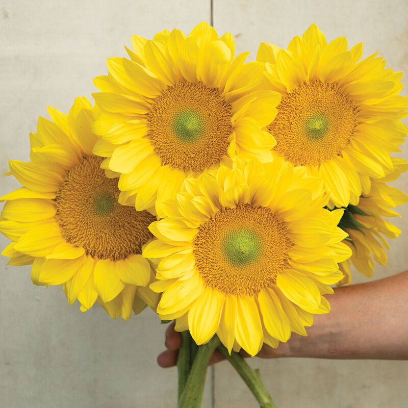 ProCut® Yellow Lite Tall Sunflowers