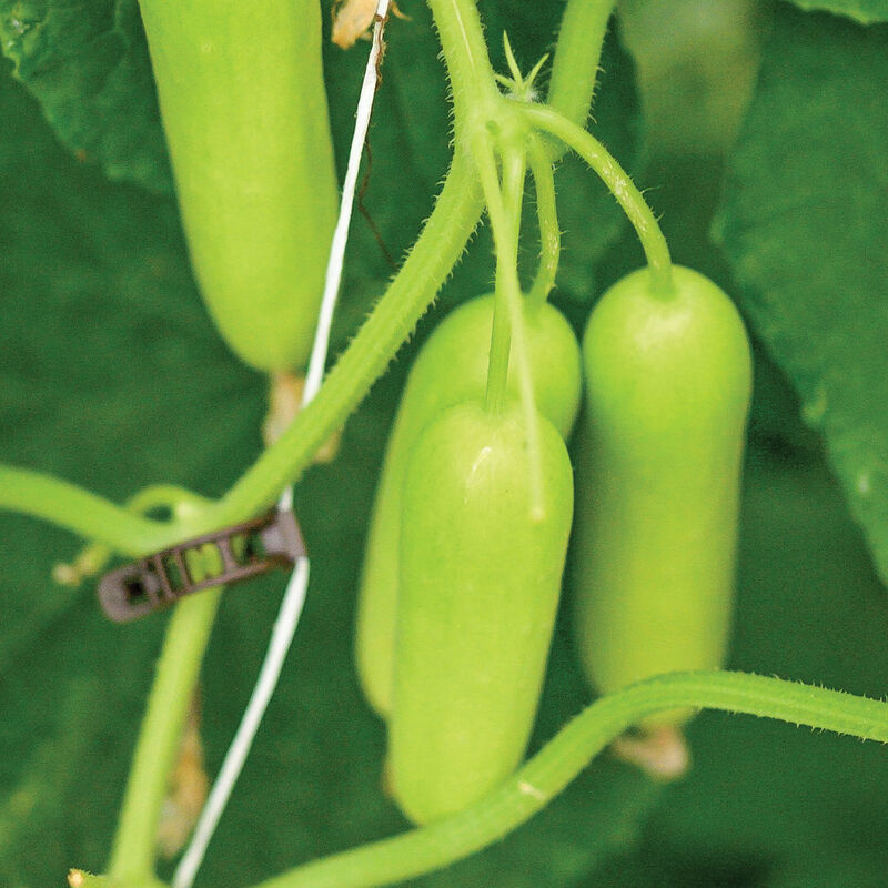 Gimlet Specialty Cucumbers