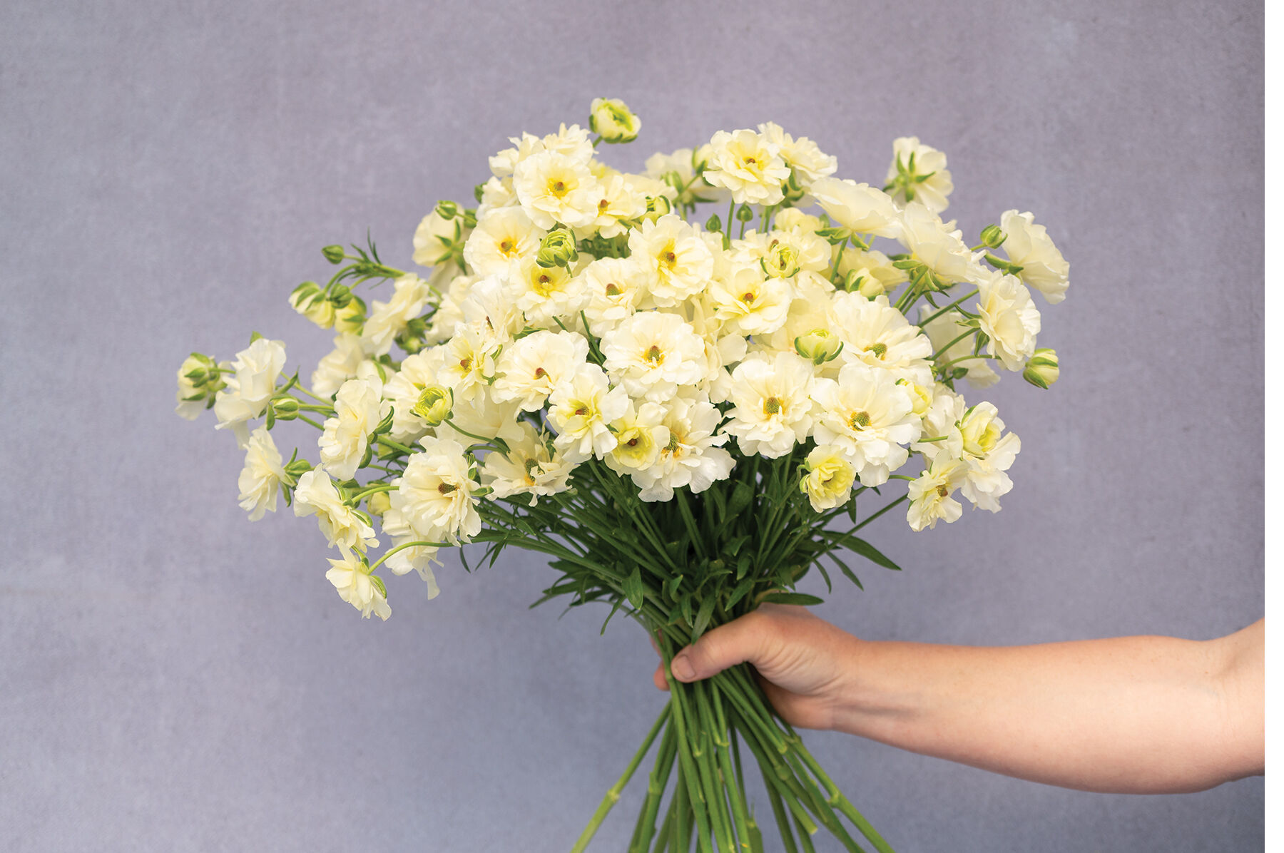 Yellow Flower Varieties | Johnny's Selected Seeds