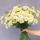 Butterfly™ Graces® Ranunculus