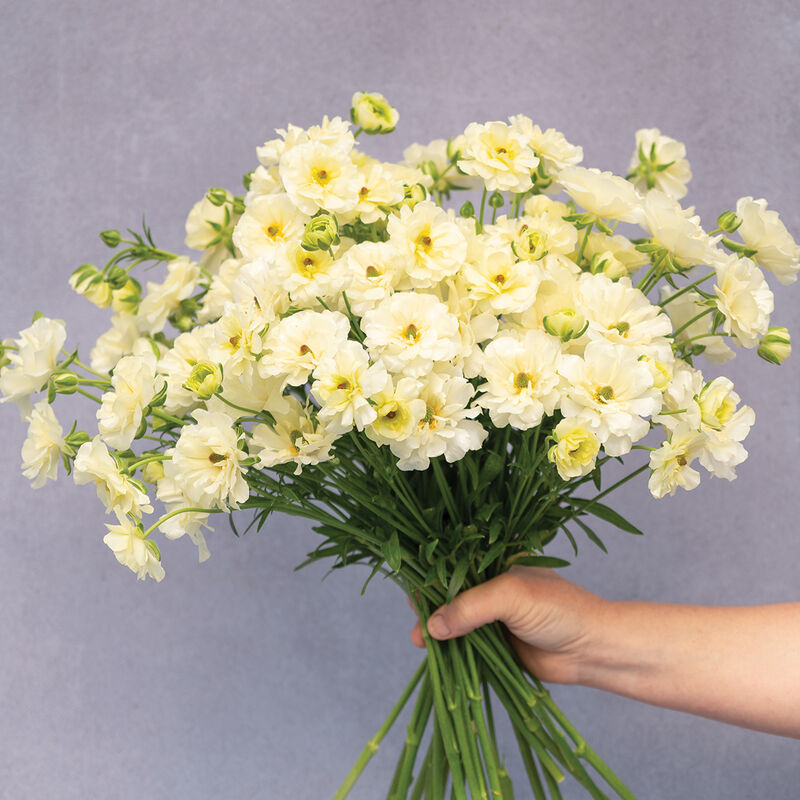 Butterfly™ Graces® Ranunculus