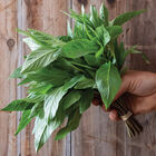 Thai Thai Prospera® Active DMR Asian Basil