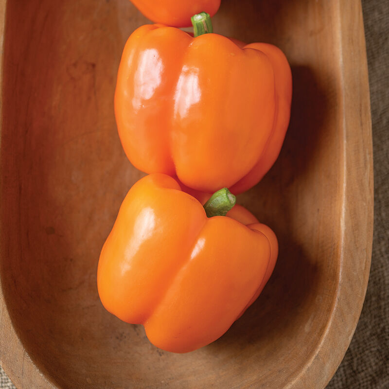 SVPB8862 Sweet Bell Peppers