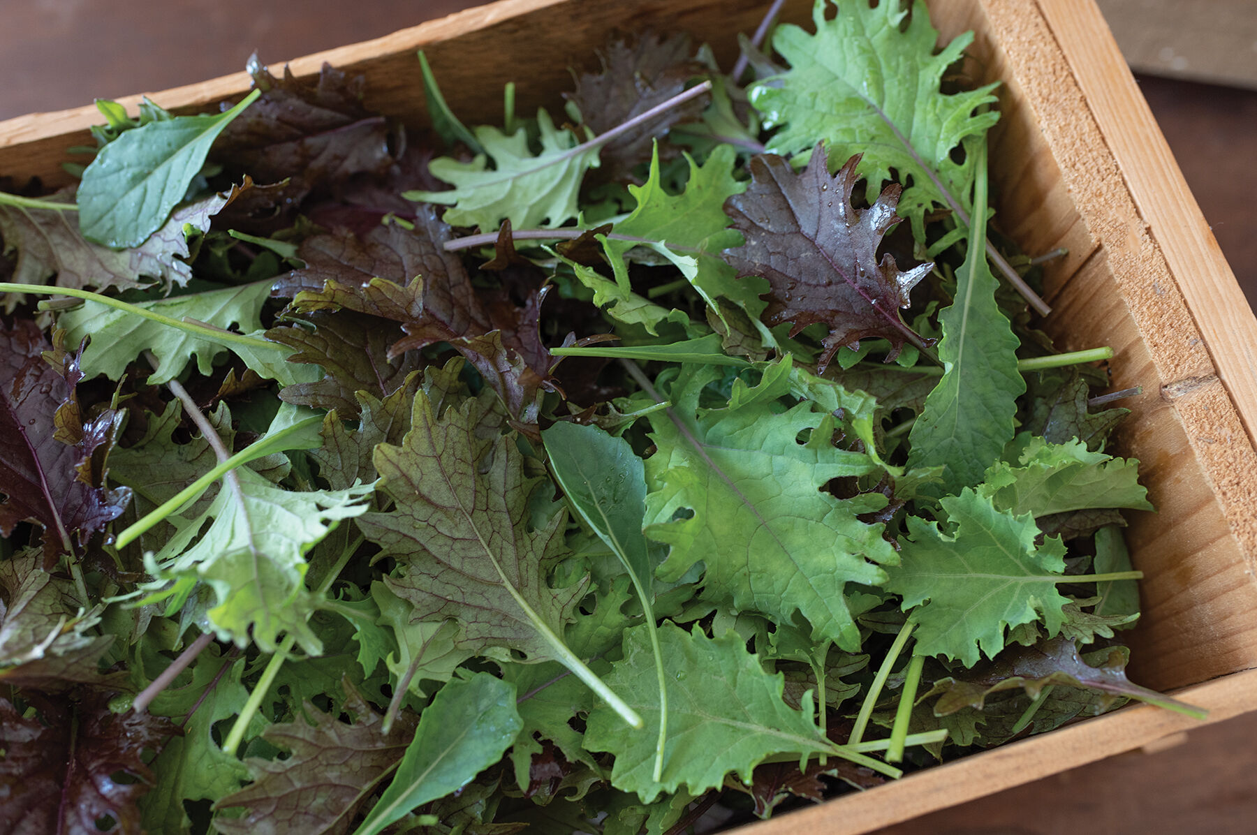 Kalebration Kale Mix Greens Mixes