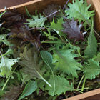 Kalebration Kale Mix Greens Mixes