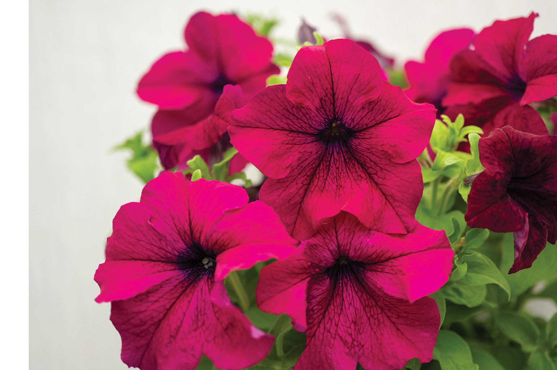 Petunia Seeds | Johnny's Selected Seeds