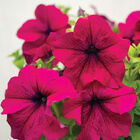 Dreams™ Burgundy Petunia