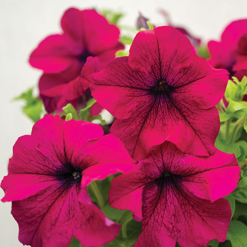 Dreams™ Burgundy Petunia