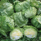 Pint Size Iceberg Lettuce