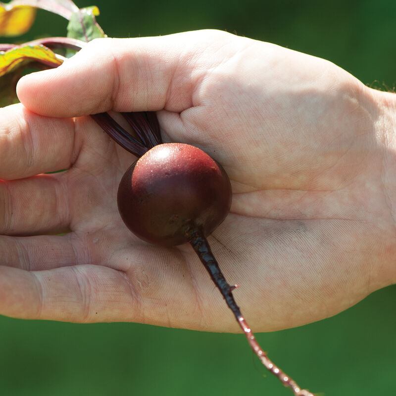Babybeat Round Beets
