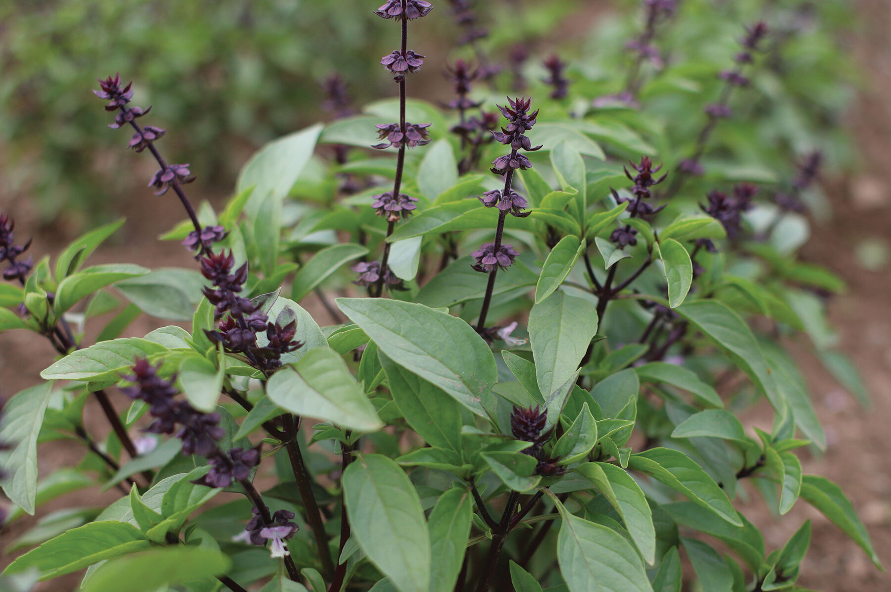 Johnny's Selected Seeds Sweet Thai Basil Seed - Thumbnail 2
