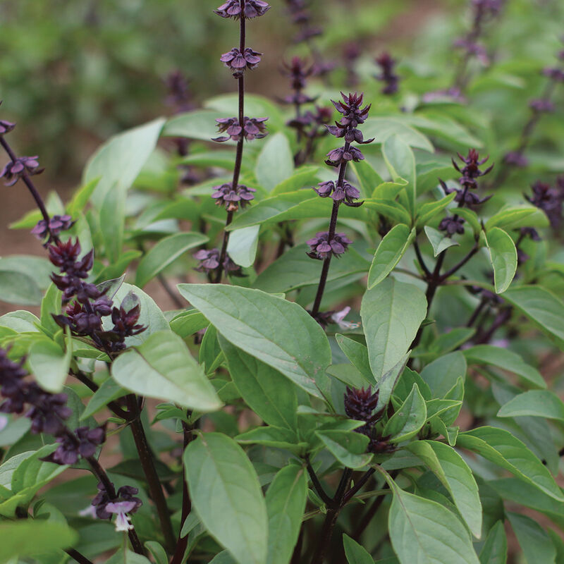 Sweet Thai Asian Basil