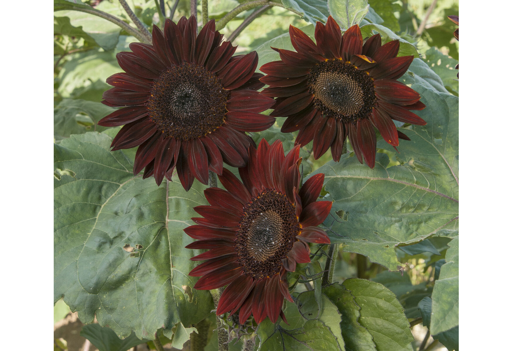 Chocolate sunflower clearance