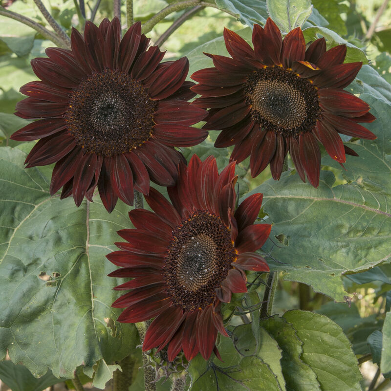 Chocolate Tall Sunflowers