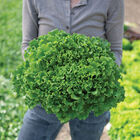 Gordini Summer Crisp Lettuce (Batavia)