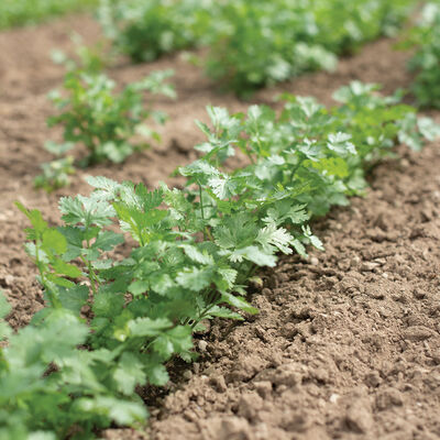 Leisure Cilantro (Coriander)