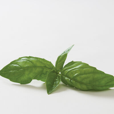 Dolly Genovese Basil