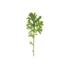Golden Frills Mustard Greens