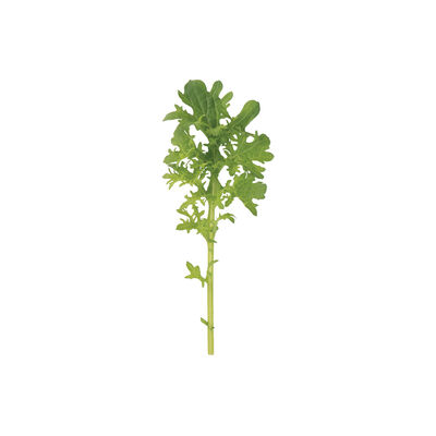 Golden Frills Mustard Greens