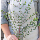 Small-Leaved Gum Eucalyptus