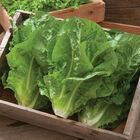 Salvius Romaine Lettuce (Cos)