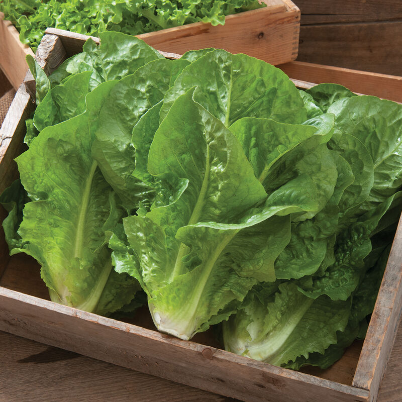 Salvius Romaine Lettuce (Cos)