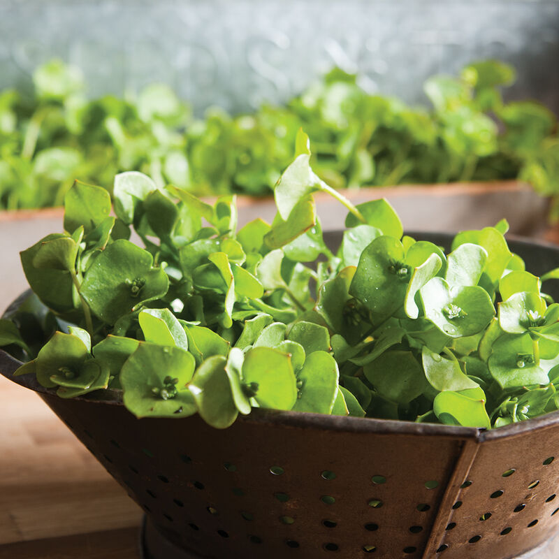 Claytonia Specialty Greens