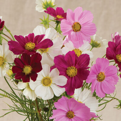 Versailles Mix Cosmos