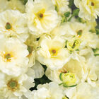 Butterfly™ Graces® Ranunculus