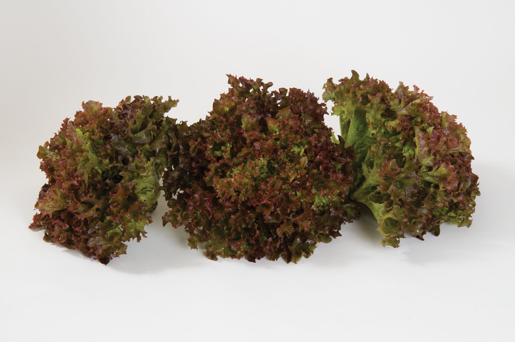 Salanova® Red Incised - Lettuce Seed | Johnny's Selected Seeds