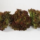 Salanova® Red Incised Salanova® Lettuce