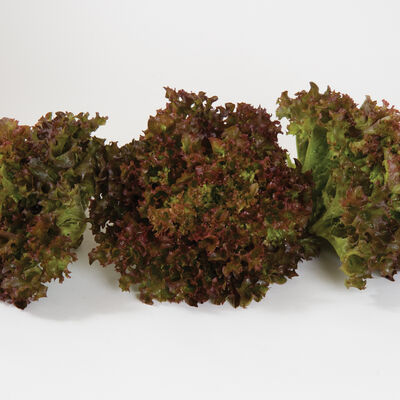 Salanova® Red Incised Salanova® Lettuce