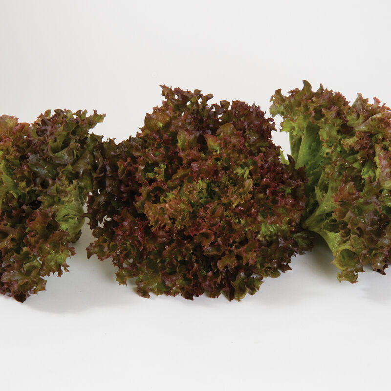 Salanova® Red Incised Salanova® Lettuce