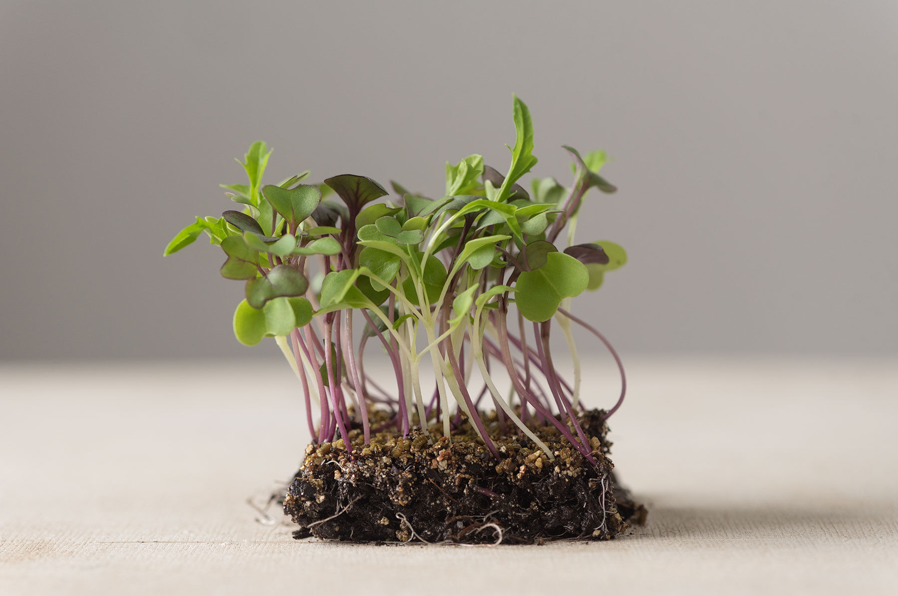 Mild Micro Mix Microgreen Mixes