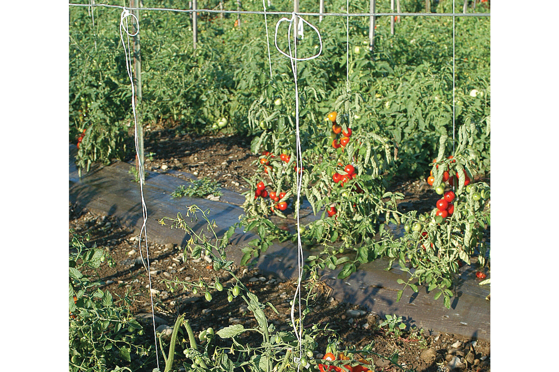 Tomato Twine &ndash; 1,000' Twine