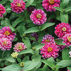 Double Zahara™ Raspberry Ripple Zinnias