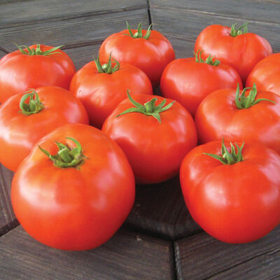 Mountain Merit Slicing Tomatoes