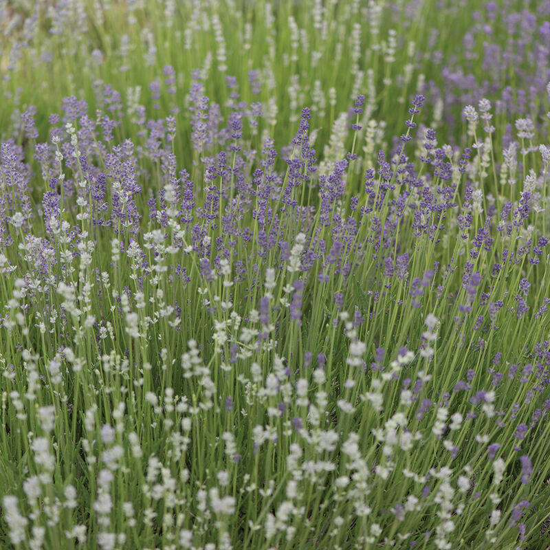 Munstead-Type Lavender