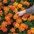 Durango Flame French Marigolds