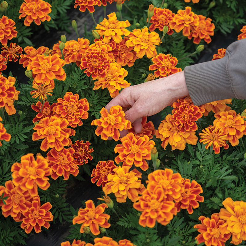 Durango Flame French Marigolds