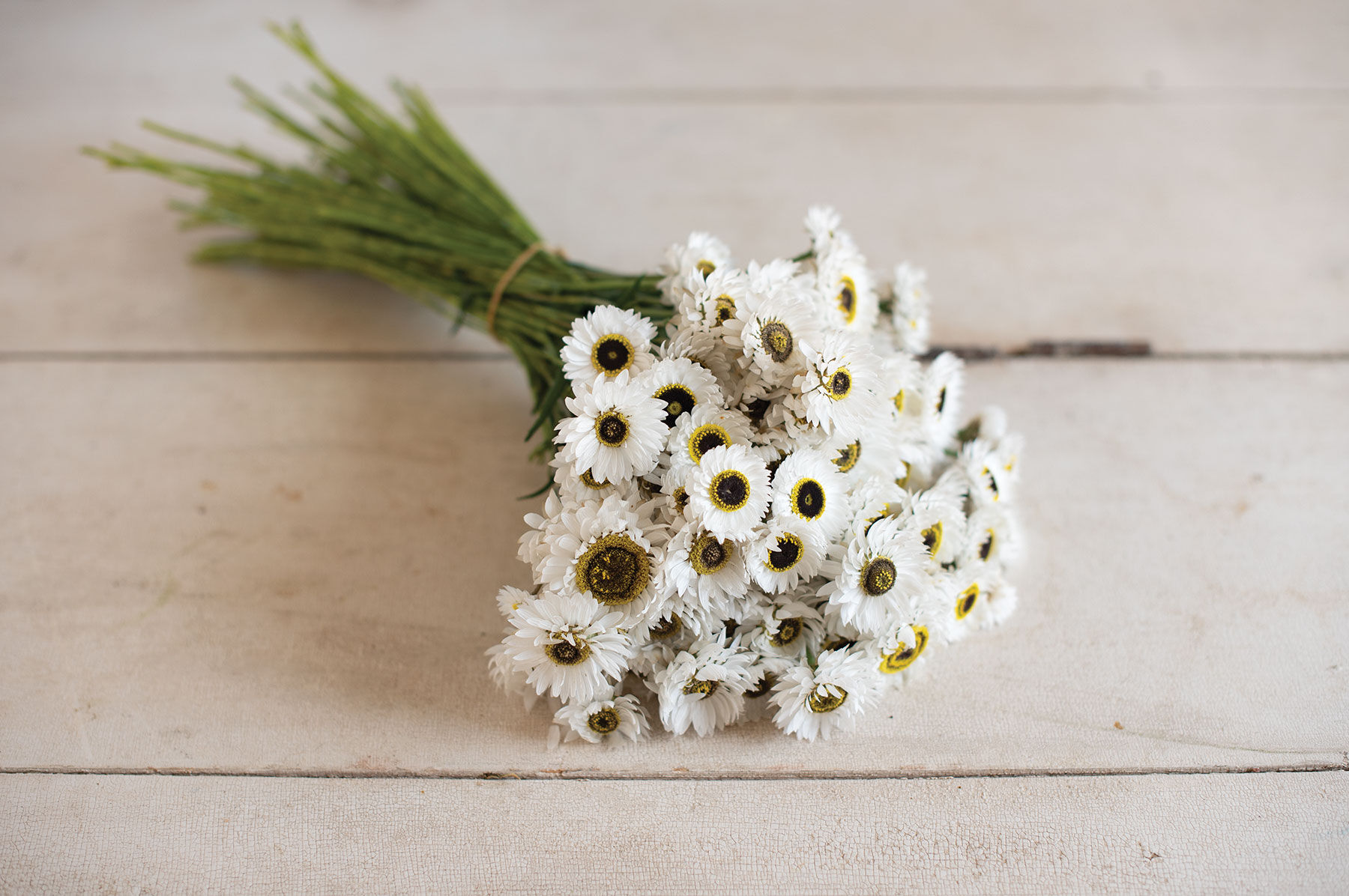 Pierrot White Helipterum (Paper Daisy)