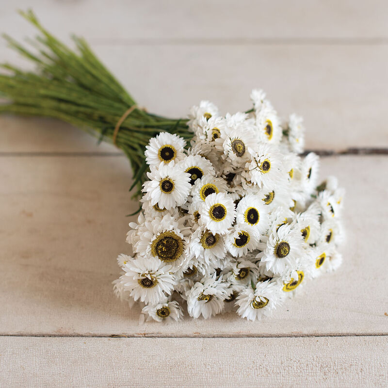 Pierrot White Helipterum (Paper Daisy)