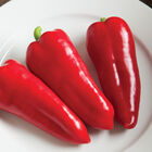 Cornito Rosso Sweet Peppers