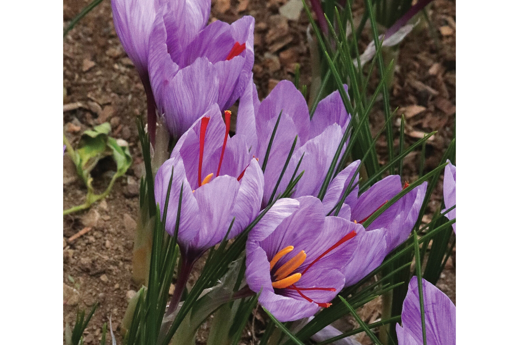 Saffron Crocus Crocus