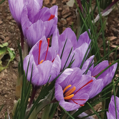 Saffron Crocus Crocus