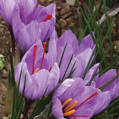 Saffron Crocus Crocus